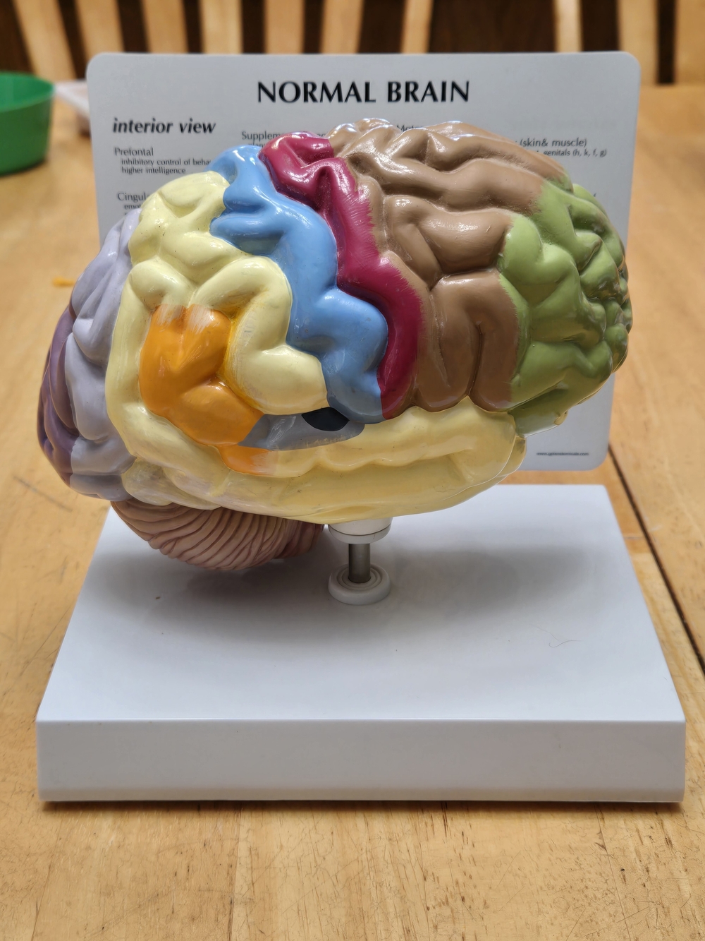 Educational  Brain Model - Multicolor - Picture 4 of 8